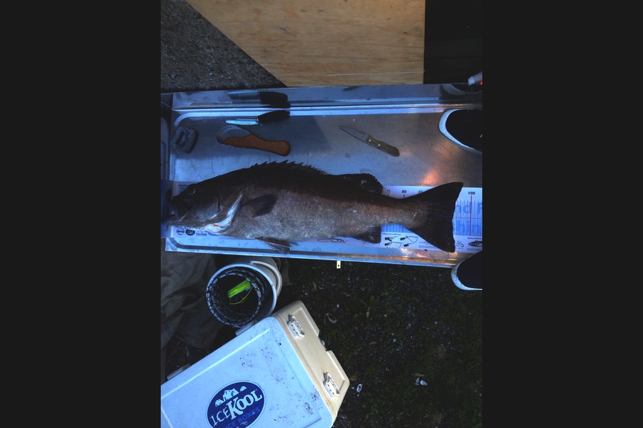 Dave Marx caught this 95.0cm Hapuku/Bass at Verns during The Export NZ Fishing Competition