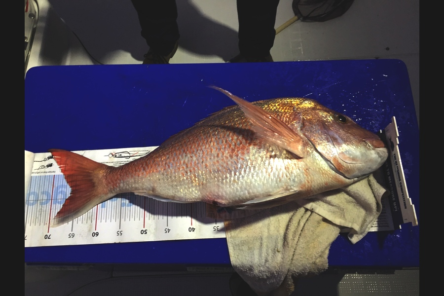paul jackson caught this 66.0cm Snapper at Hauraki gulf during The Export NZ Fishing Competition