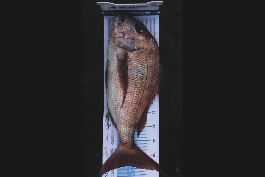 Nick Shanks caught this 54.0cm Snapper at Whangaparoa during The Export NZ Fishing Competition