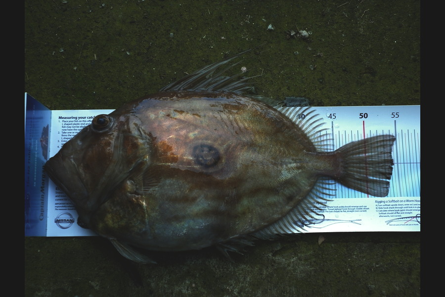 Aaron Reade caught this 54.0cm John Dory at Tangimoana during The Export NZ Fishing Competition