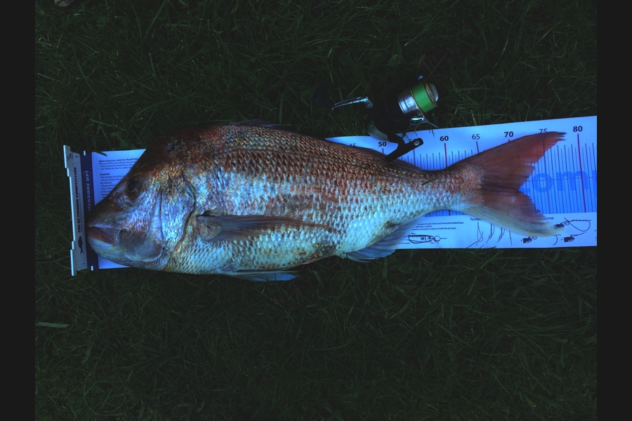 Darren Nunn caught this 70.5cm Snapper at EBOP during The Export NZ Fishing Competition