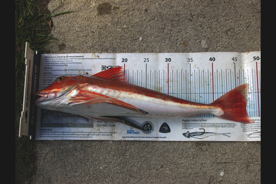 Daniel Primmer caught this 47.0cm Gurnard at seperationpoint during The Export NZ Fishing Competition