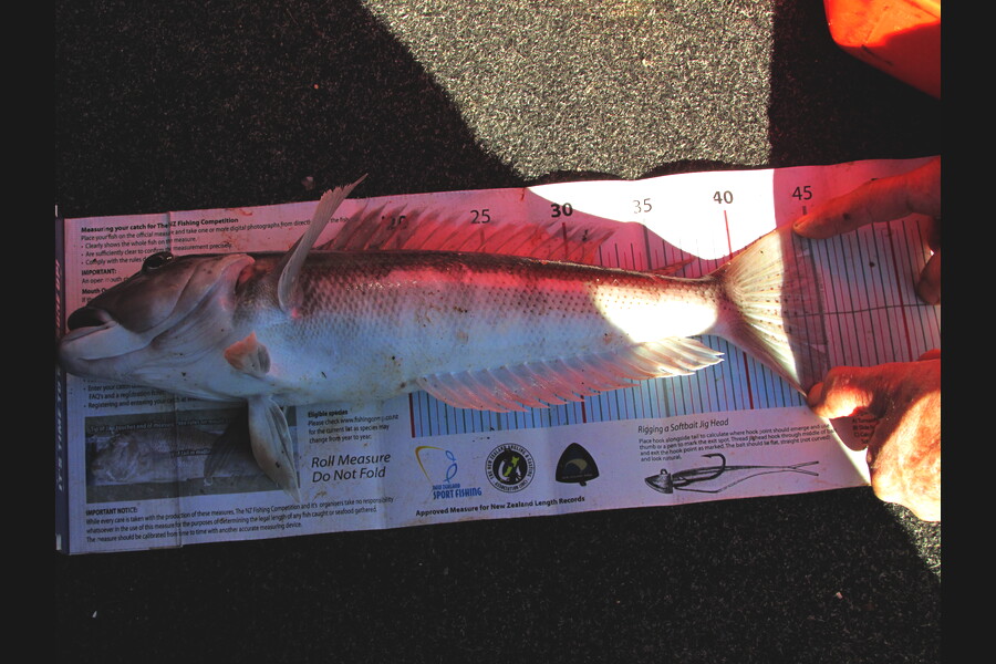 Daniel Primmer caught this 45.0cm Blue Cod at seperation point during The Export NZ Fishing Competition