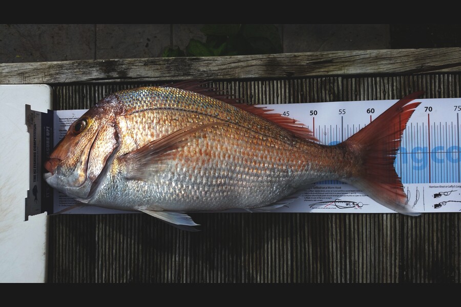 Bob Beardsmore caught this 63.5cm Snapper at whangarei during The Export NZ Fishing Competition