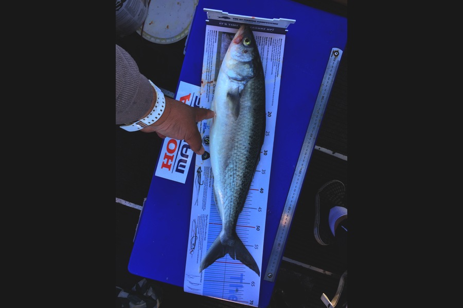 Kent Huntley caught this 57.0cm Kahawai at Wellington during The Export NZ Fishing Competition