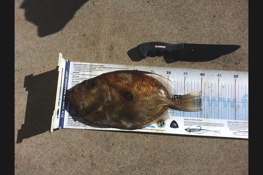 Michael Brown caught this 40.0cm John Dory at BOP during The Export NZ Fishing Competition