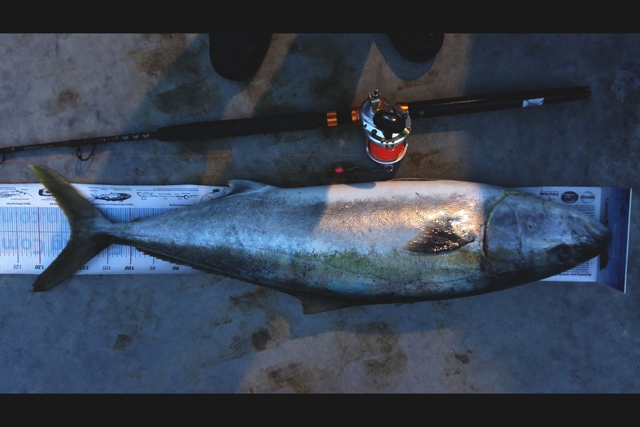 Graeme Mckay caught this 113.0cm Kingfish at Gisborne during The Export NZ Fishing Competition