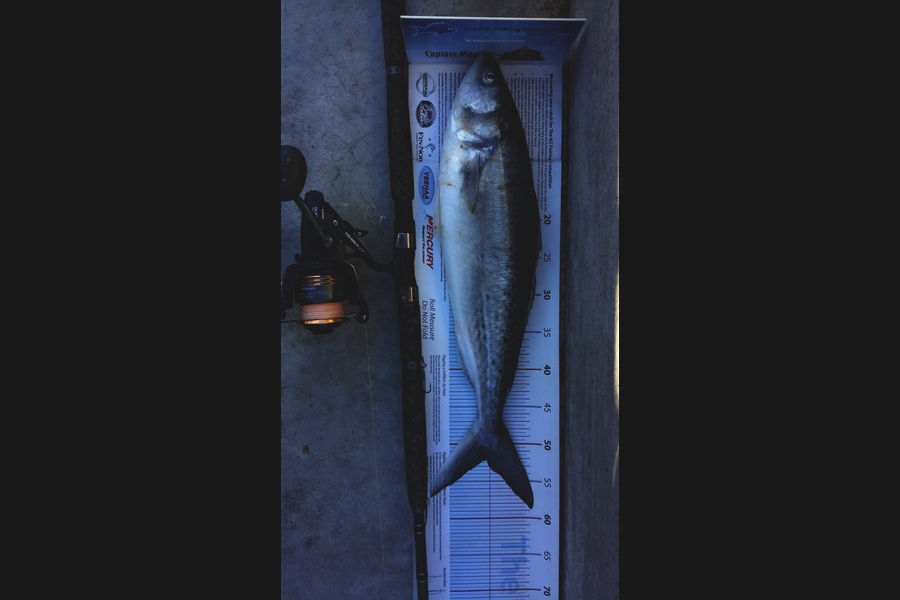 Graeme Mckay caught this 52.0cm Kahawai at Gisborne during The Export NZ Fishing Competition