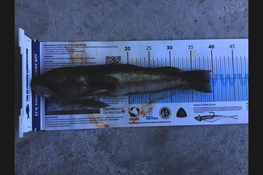 Phanat Chiv caught this 39.0cm Blue Cod at Makara during The Export NZ Fishing Competition