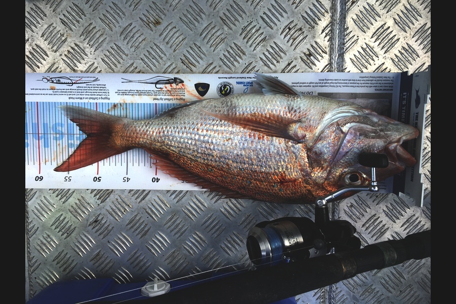 Greg Watkins caught this 51.5cm Snapper at Firth during The Export NZ Fishing Competition