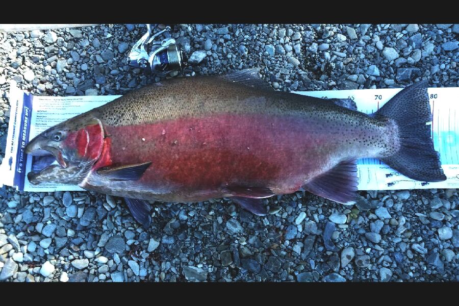 Bob Murphy caught this 79.5cm Trout at twizel during The Export NZ Fishing Competition