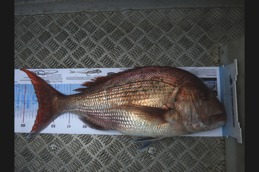 Gary McDougall caught this 55.0cm Snapper at Whakatane during The Export NZ Fishing Competition