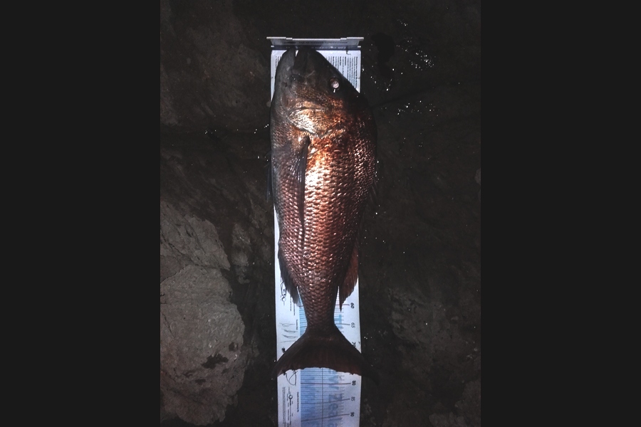Steven Day caught this 76.0cm Snapper at whangarei during The Export NZ Fishing Competition