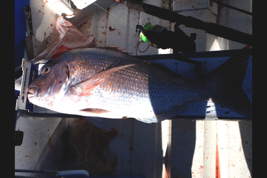 Geoff Preston caught this 81.5cm Snapper at Mokau during The Export NZ Fishing Competition