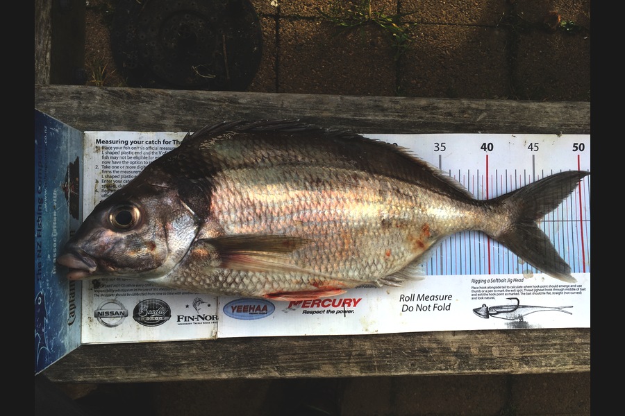Richard Davies caught this 45.0cm Tarakihi at Welly west during The Export NZ Fishing Competition