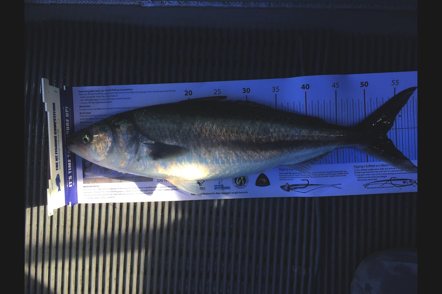 Greg Watkins caught this 53.0cm Kahawai at Gulf during The Export NZ Fishing Competition