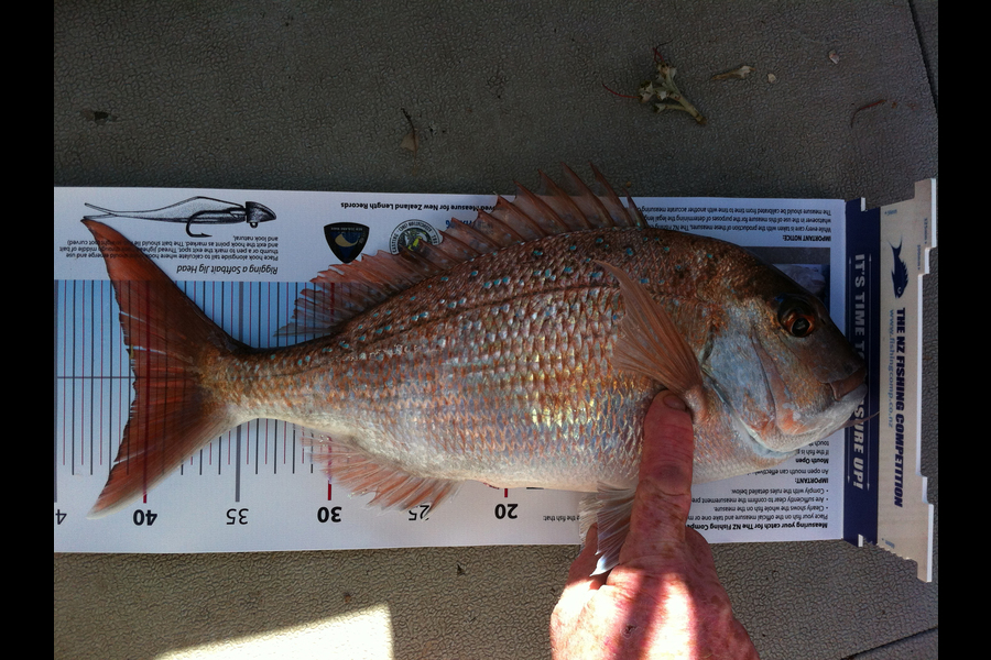 steve cotcher caught this 40.5cm Snapper at Matheson Bay during The Export NZ Fishing Competition