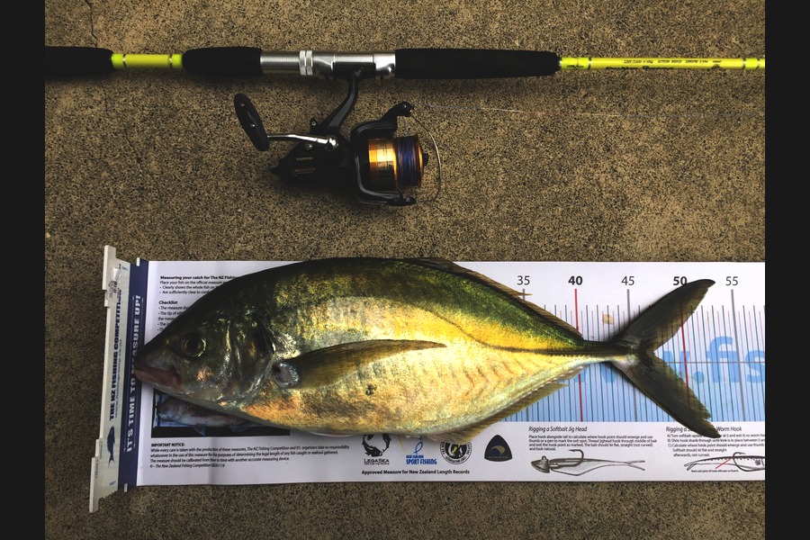 Phanat Chiv caught this 47.0cm Trevally at Welly South Coast during The Export NZ Fishing Competition