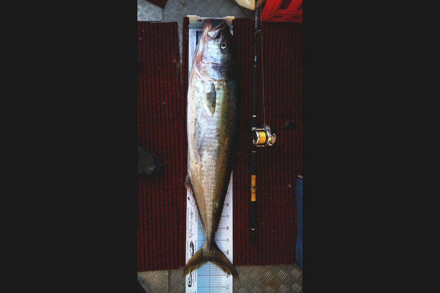 Graeme Mckay caught this 103.5cm Kingfish at Gisborne during The Export NZ Fishing Competition