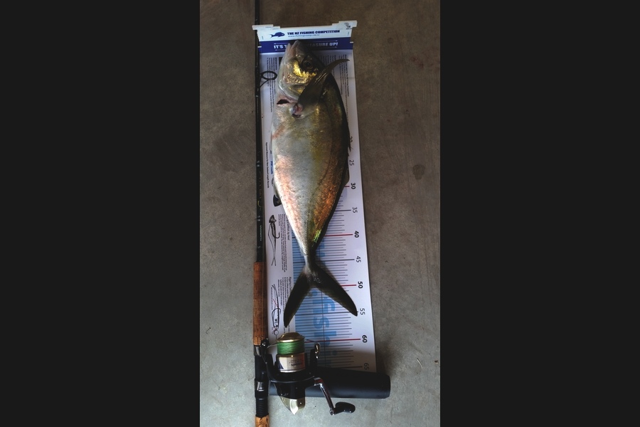 Darren Nunn caught this 50.0cm Trevally at BOP during The Export NZ Fishing Competition