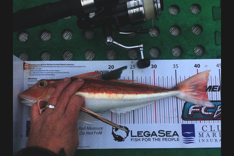 Kyle Smith caught this 41.5cm Gurnard at Wellington during The Export NZ Fishing Competition