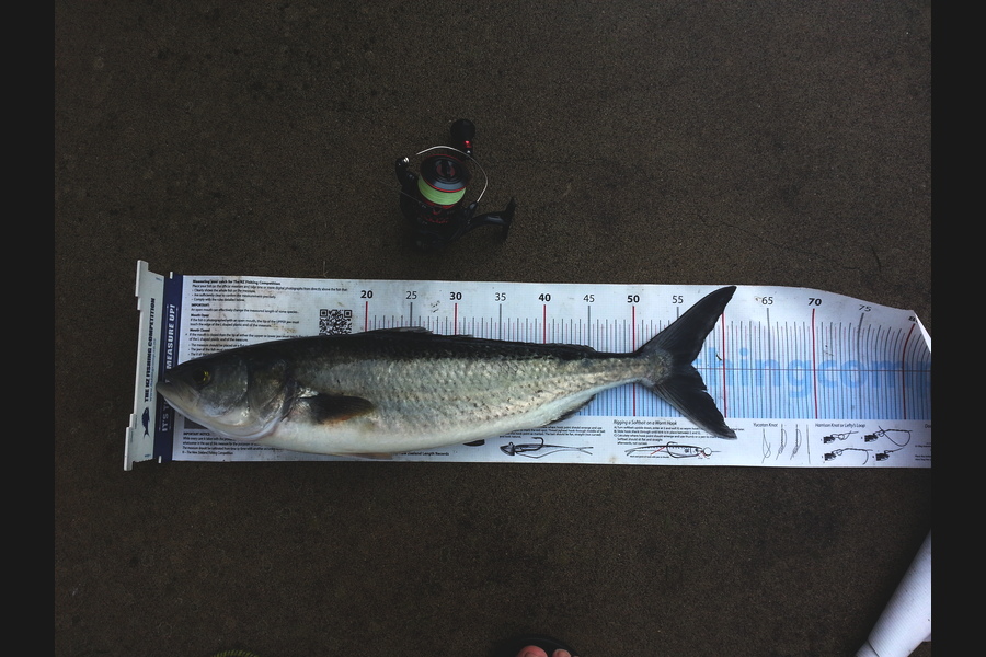 Michael Brown caught this 56.0cm Kahawai at Bop during The Export NZ Fishing Competition