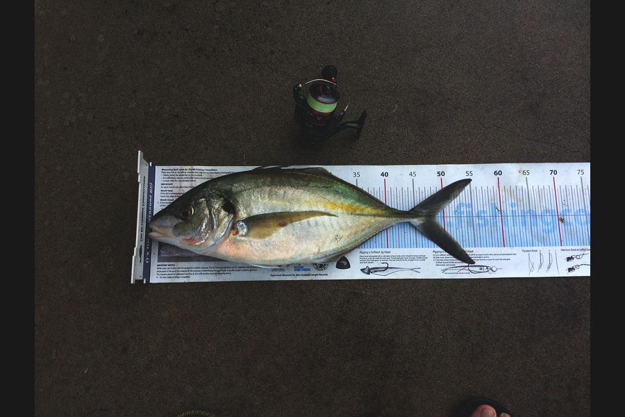 Michael Brown caught this 48.5cm Trevally at Bop during The Export NZ Fishing Competition