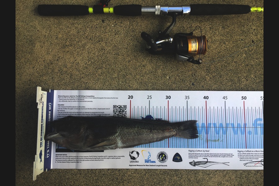 Phanat Chiv caught this 37.5cm Blue Cod at Welly South Coast during The Export NZ Fishing Competition
