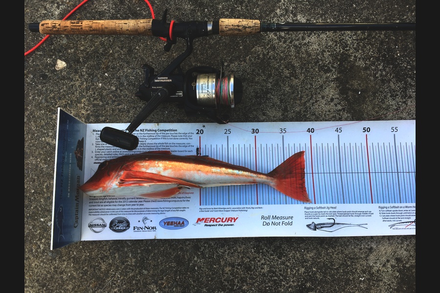 Anthony Murray caught this 38.5cm Gurnard at Wellington during The Export NZ Fishing Competition