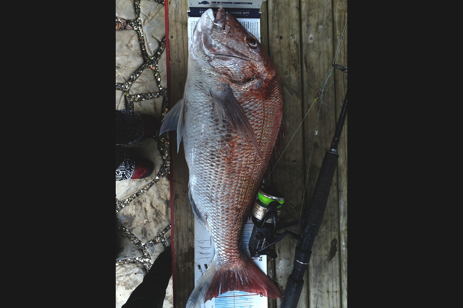 Geoff Preston caught this 78.5cm Snapper at Mokau during The Export NZ Fishing Competition