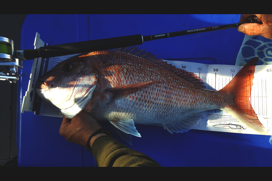 Kim Gorden caught this 59.5cm Snapper at Gannet Rock during The Export NZ Fishing Competition