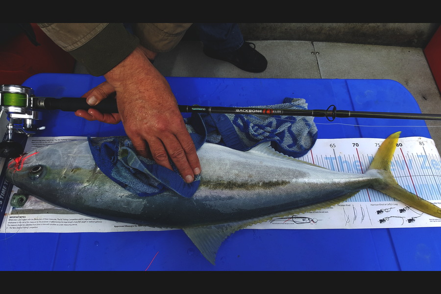 Kim Gorden caught this 76.5cm Kingfish at Gannet Rock during The Export NZ Fishing Competition