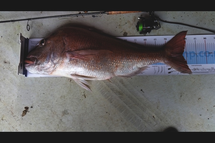Darren Nunn caught this 78.0cm Snapper at Northland  during The Export NZ Fishing Competition