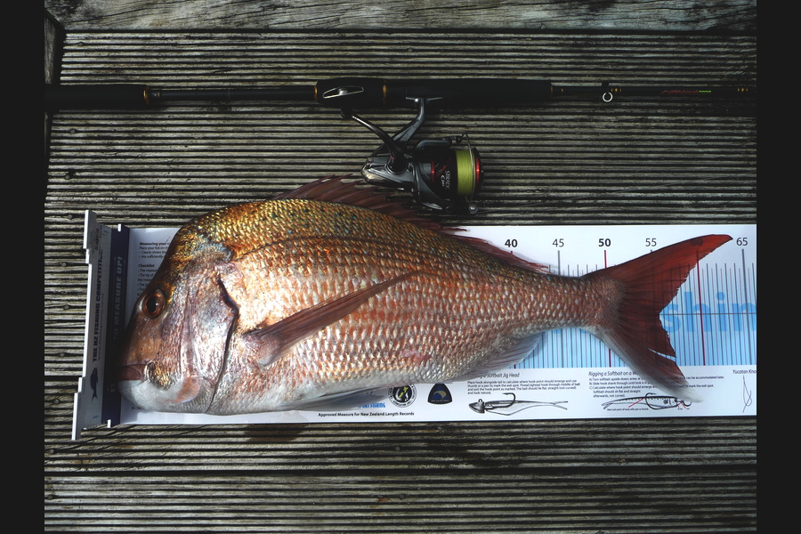 Bob Beardsmore caught this 55.5cm Snapper at Bream Bay during The Export NZ Fishing Competition