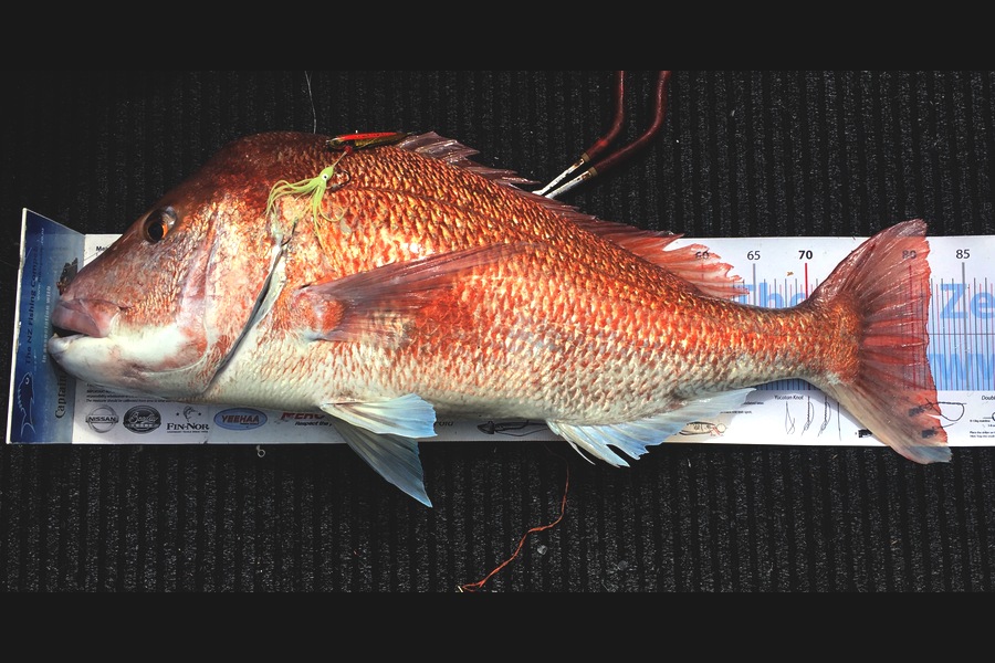 Aron McKeown caught this 81.5cm Snapper at Tiri during The Export NZ Fishing Competition