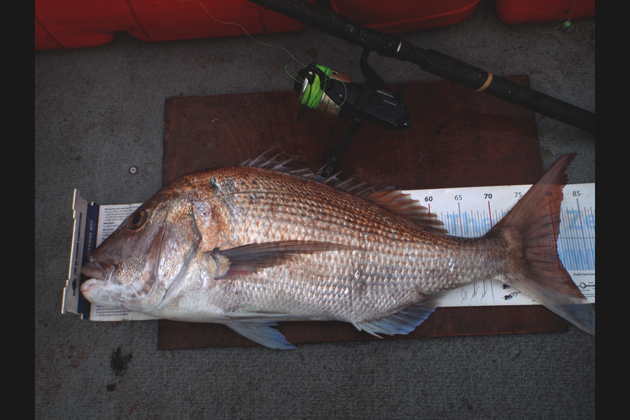 Geoff Preston caught this 80.0cm Snapper at Mokau during The Export NZ Fishing Competition