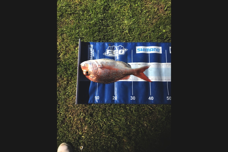 Colin Chapman caught this 36.0cm Snapper at Tiri during The Export NZ Fishing Competition