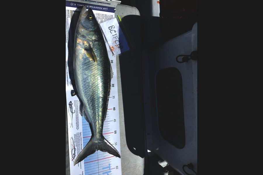 Ian Twist caught this 56.0cm Kahawai at Hauraki during The Export NZ Fishing Competition