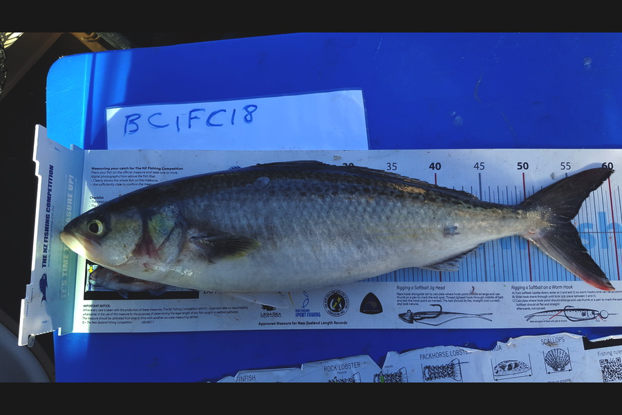 Brian Tong caught this 55.0cm Kahawai at Tiri during The Export NZ Fishing Competition