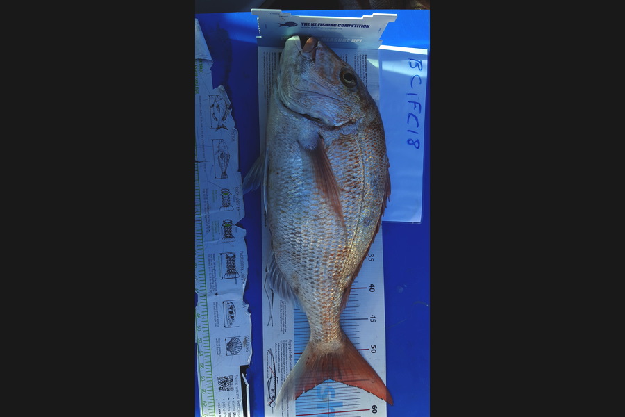 Phillip Blackburn caught this 54.0cm Snapper at Tiri during The Export NZ Fishing Competition