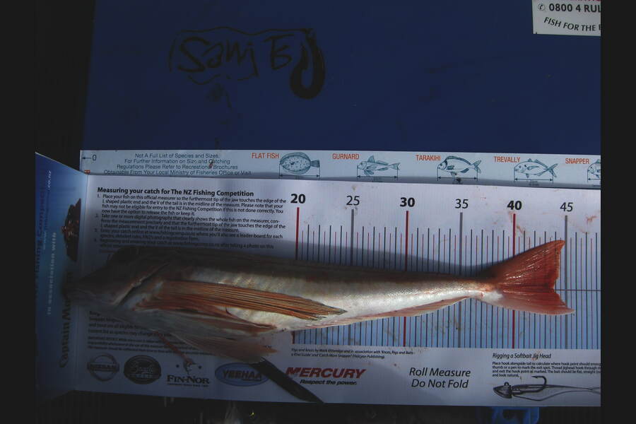 Graeme Johnson caught this 43.5cm Gurnard at Kaipara during The Export NZ Fishing Competition