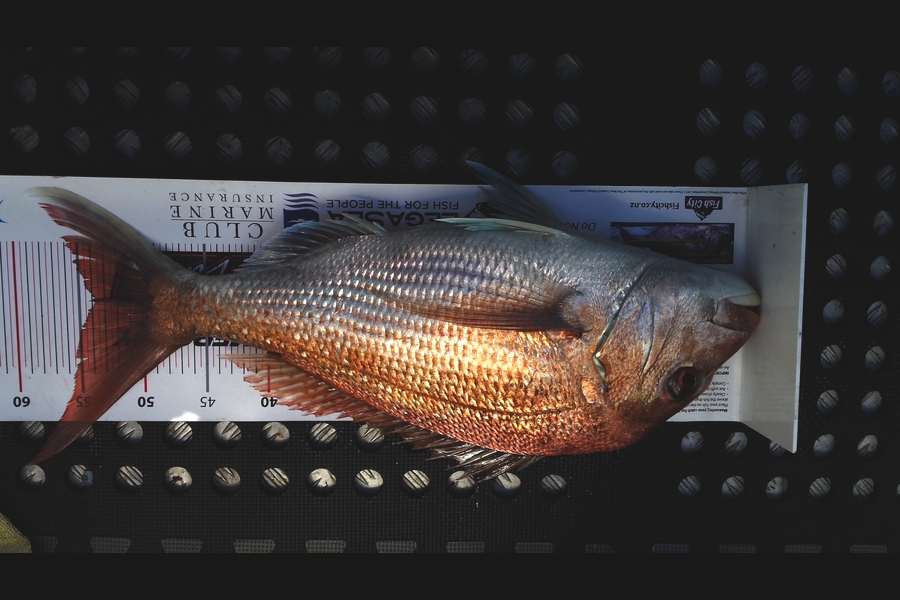 Gerry Bakker caught this 54.0cm Snapper at Waikawau during The Export NZ Fishing Competition