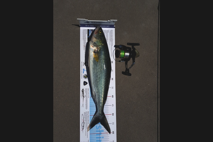 Darren Nunn caught this 54.0cm Kahawai at BOP during The Export NZ Fishing Competition