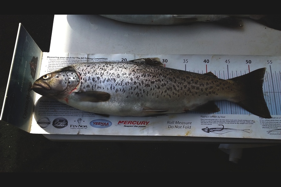 Daniel Primmer caught this 52.5cm Trout at Wairapa during The Export NZ Fishing Competition