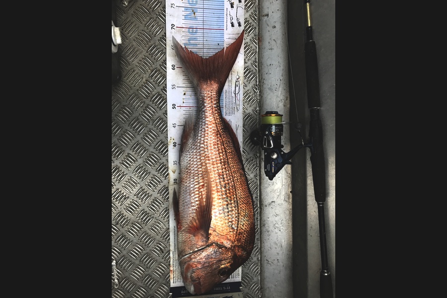 Sarah Hawkes caught this 62.5cm Snapper at Whangarei  during The Export NZ Fishing Competition