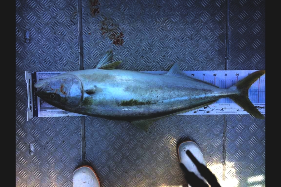 Connor  Macdonald caught this 94.0cm Kingfish at Kapiti during The Export NZ Fishing Competition