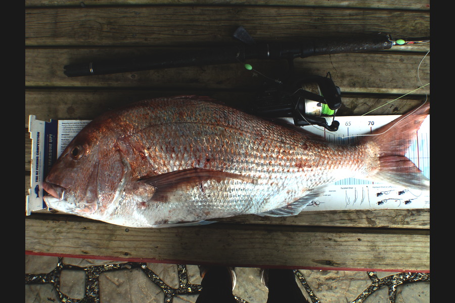 Geoff Preston caught this 76.5cm Snapper at Mokau during The Export NZ Fishing Competition