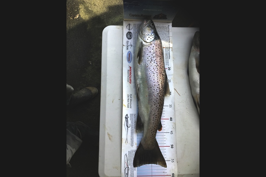 Johnny Huynen caught this 56cm Trout at Wairarapa  during The Export NZ Fishing Competition