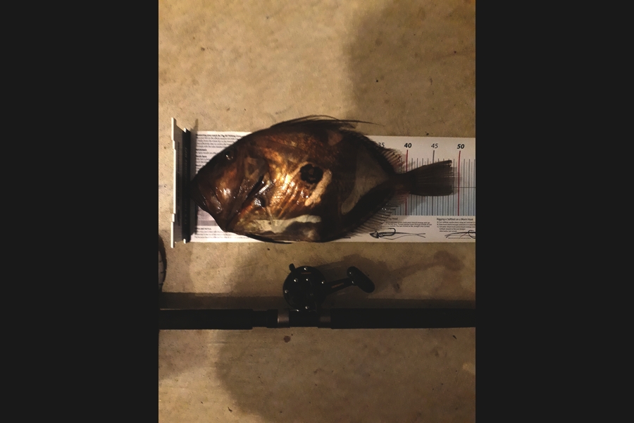 Janet Attwood caught this 49.0cm John Dory at Elliots Bay during The Export NZ Fishing Competition