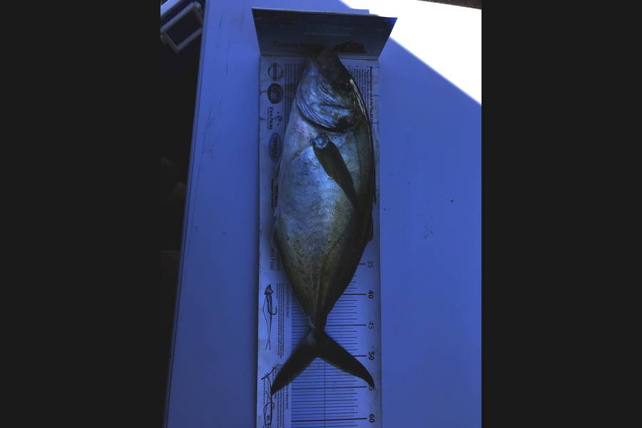 Johnny Huynen caught this 50.0cm Trevally at Mana during The Export NZ Fishing Competition